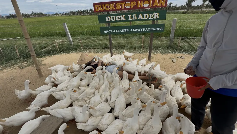 The ducks at the Duck Stop — they walk over your feet, sold as a duck massage